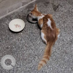 A White-Brown Mix Indie Cat Missing from Zone 3, Mumbai-2