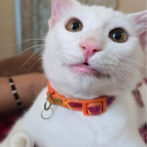 Missing: White Male Indie Cat from Vijay Nagar Colony, Porvorim, Goa-2