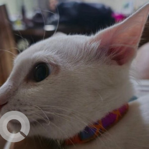 Missing: White Male Indie Cat from Vijay Nagar Colony, Porvorim, Goa-3