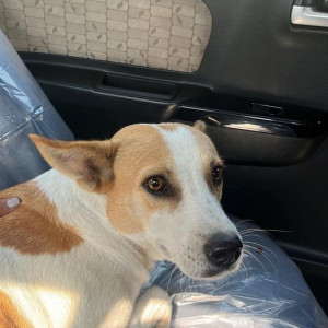 Missing: White-Brown Mix Female Indie Dog from Aundh-Baner Link Road (a/k/a Aloma county road/ Spires road)