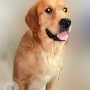 Missing: Golden Male Golden Retriever Dog from Beta1 , Greater Noida