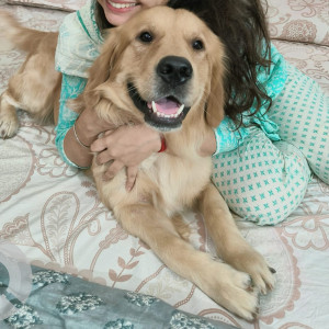 Missing: Golden Male Golden Retriever Dog from Beta1 , Greater Noida-2