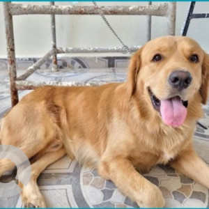 Golden Golden Retriever Dog N/A is Found from Hyderabad