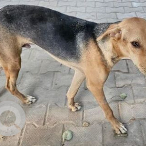 Missing: Black and Brown Male Indie Dog from Uppal Southend, Sector 49, Gurugram