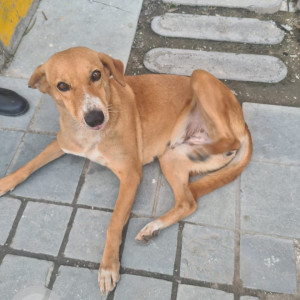 Brown Indie Dog is Missing from Noida