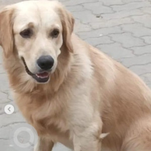 A White Golden Retriever Dog Missing from Industrial Area, Bengaluru