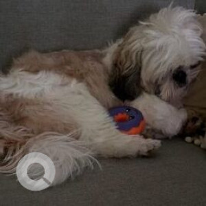 Missing: White-Brown Mix Male Shih Tzu Dog from BEML Layout, 17th Cross Main Road