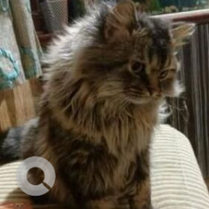 Missing: White and Grey Male Persian-Siberian mix Cat from Chembur Highway-3