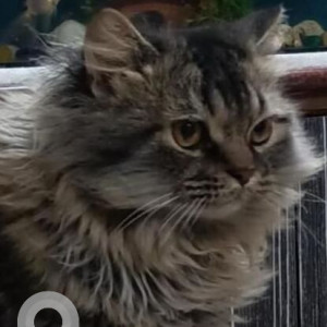 Missing: White and Grey Male Persian-Siberian mix Cat from Chembur Highway-2