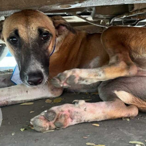 Brown Female Indie Dog is Missing from Pepsi ground gorai borivali west