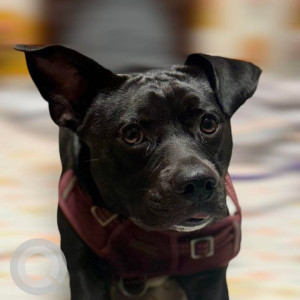 Missing: Black Male Indie mix Dog from Kaushambi A block, Ghaziabad