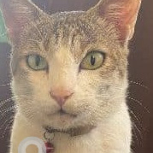 Missing: White and Grey Male Indie Cat from 16th main road, AECS Layout, Singasandra