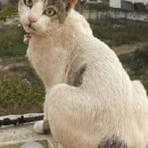 Missing: White and Grey Male Indie Cat from 16th main road, AECS Layout, Singasandra-3