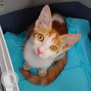 A White-Brown Mix Indie Cat Missing from Zone 3, Mumbai