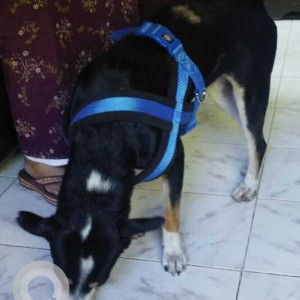 Missing: Black and White Male Indie Dog from Pepsi ground Gorai 2 Borivali west-2