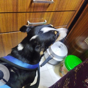 Missing: Black and White Male Indie Dog from Pepsi ground Gorai 2 Borivali west