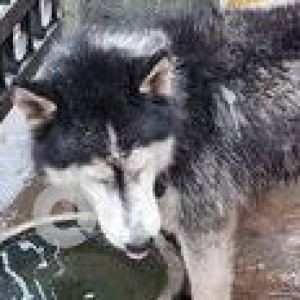 Found: White and Grey Male Husky Dog from Goregaon west, near patkar college-2