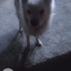 Found: White Male Japanese Spitz Dog from Gothatar, near Aksharica School-2