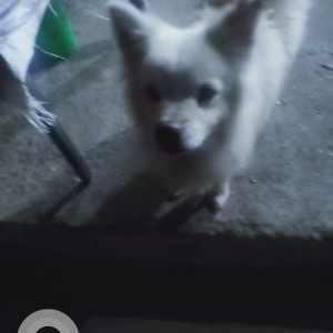 Found: White Male Japanese Spitz Dog from Gothatar, near Aksharica School