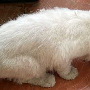 Found: White Female Persian Cat from Gottigere, next to Guinina Iris Apartment-3