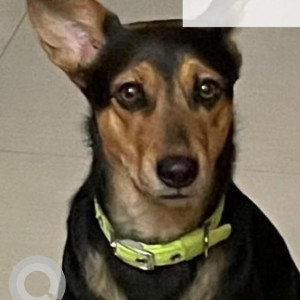 A Black and Brown Indie Dog Missing from Guwahati