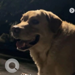 A Golden Labrador Dog Missing from Euro kids, Jayanagar