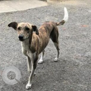 Grey Female Indie Dog is Missing from B.L-116, L Block, Harinagar