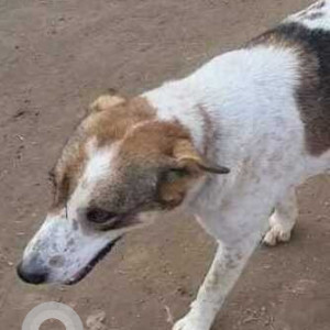 Missing: White-Brown Mix Female Indie Dog from Subhash Nagar near Shiv Mandir, Manimajra-3