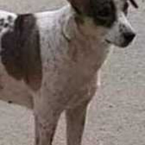 Missing: White-Brown Mix Female Indie Dog from Subhash Nagar near Shiv Mandir, Manimajra-2