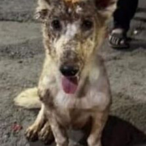 Found: White-Brown Mix Female Indie Dog from Viman Nagar