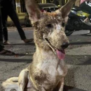 Found: White-Brown Mix Female Indie Dog from Viman Nagar-2
