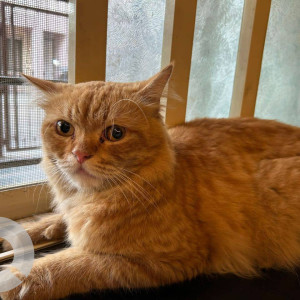 Found: Orange Female Persian Cat from Sector 2 Government society  , New panvel , Navi mumbai