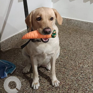 A Golden Labrador Dog Missing from JP Nagar, Bengaluru
