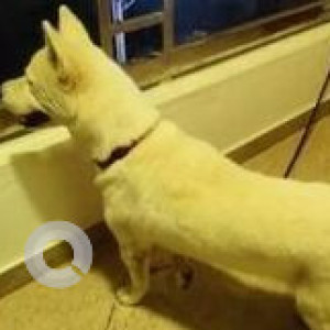 Found: White Female Husky Dog from 4th Cross Balachandra Layout, Babusapalya-2