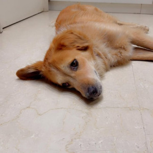 Found: Brown Male Golden Retriever Dog from JW Marriott Chowk-3