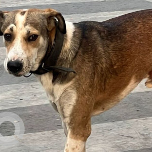 Found: White-Brown Mix Male Indie Dog from Shivaji maharaj statue in wadgaon sheri