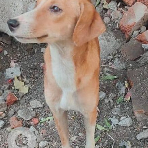 Missing: White-Brown Mix Female Indie Dog from Ghatkopar station east infront of inox mall-2