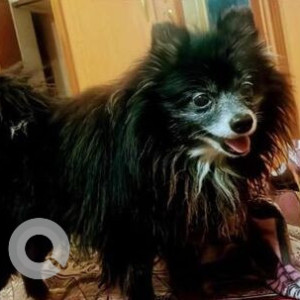 Black N/A Pomeranian Dog is Missing from RK Puram, Vajpayee Nagar , Neredment