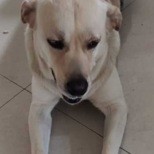 Missing: White Male Labrador Dog from Flat no. 201 , Aditya heights, Ram Indu park road, Baner