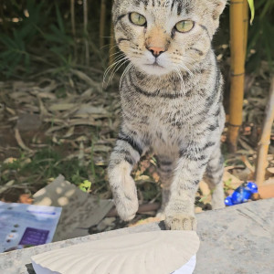 Missing: Black Male Indie Cat from Subramanyapura-2