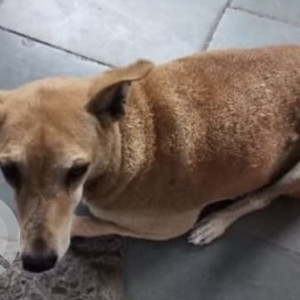 Brown Male Indie Dog is Missing from Gole Market New Delhi