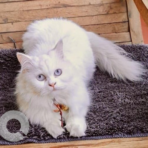Missing: White Female Persian Cat from Bhosalenagar