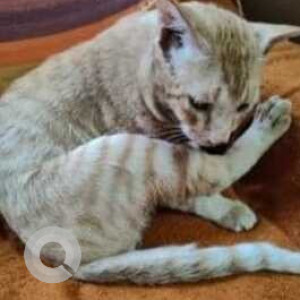 Missing: Orange Male Indie Cat from Phool Bagan opposite cooperation office