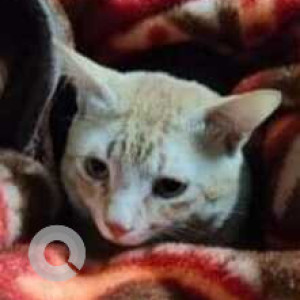 Missing: Orange Male Indie Cat from Phool Bagan opposite cooperation office-2