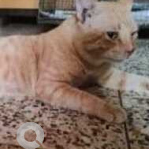 Missing: Orange Male Indie Cat from Phool Bagan opposite cooperation office-3