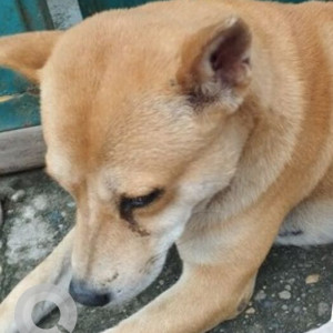 Missing: Brown Male Indie Dog from Tezpur
