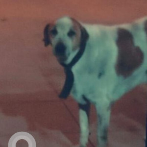 A White-Brown Mix Indie Dog Missing from JP Nagar, Bengaluru