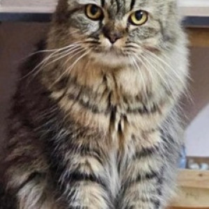 A Black and Brown Persian Cat Missing from Kothnur, Bengaluru