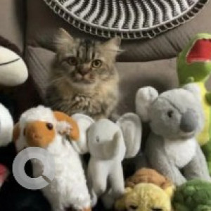 A Black and Brown Persian Cat Missing from Kothnur, Bengaluru-3