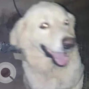 Found: White Male Golden Retriever Dog from GIIS School, Gunjur, Varthur to Dommasandra main road
